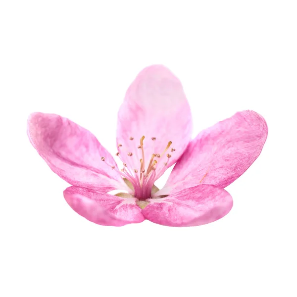 Fleur Rose Sakura Isolé Sur Fond Blanc Macro Close Plan — Photo