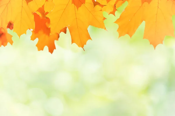 Herbst Rote Und Gelbe Ahornblätter Auf Verschwommenem Grünem Hintergrund — Stockfoto