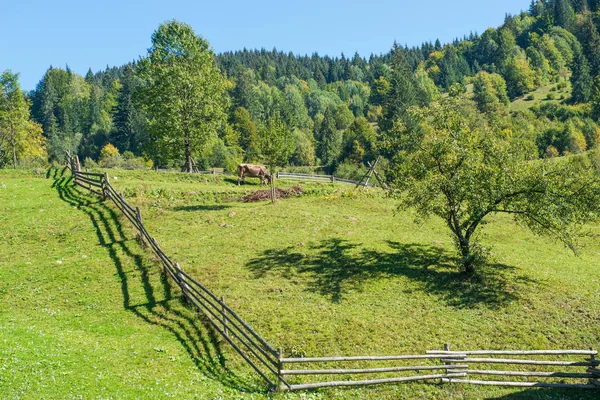 Paisaje Del Pueblo Con Vaca Verdes Colinas —  Fotos de Stock