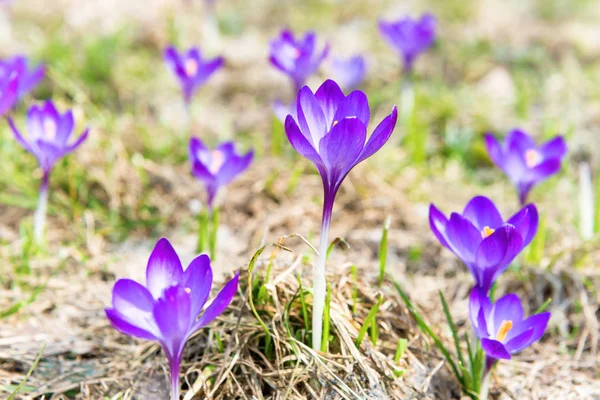 Крупним Планом Весняні Фіолетові Крокуси Яким Фоном — стокове фото