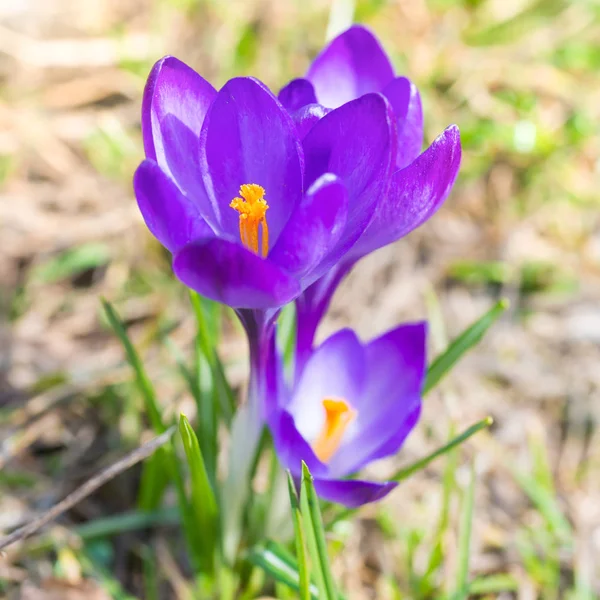 Närbild Våren Violett Krokus Med Mjuk Bakgrund — Stockfoto
