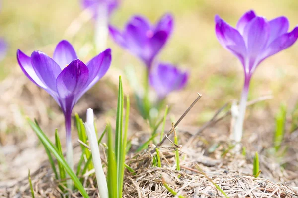 Närbild Våren Violett Krokus Med Mjuk Bakgrund — Stockfoto
