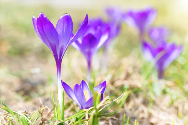 Gros Plan Des Crocus Violets Printaniers Fond Doux — Photo