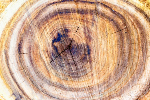 Circular Wooden Tree Trunk Texture — Stock Photo, Image