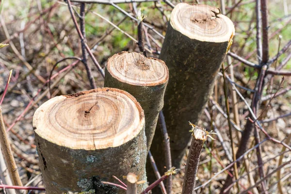 Troncs Arbres Coupés Coupés Printemps — Photo