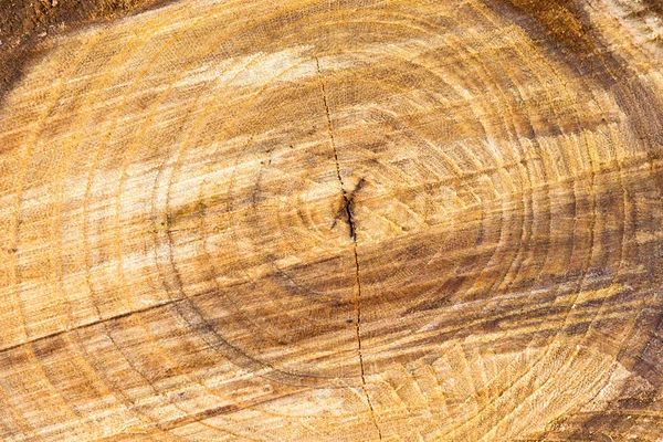 Estructura Circular Del Tronco Del Árbol Madera — Foto de Stock