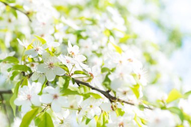 Beyaz çiçek ve yaprakları çiçek kiraz ağacı üzerinde 