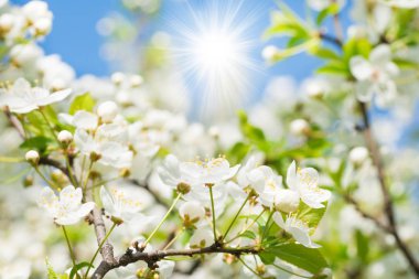 Çiçeği kiraz ağacı mavi gökyüzü arka plan üzerinde beyaz çiçekler
