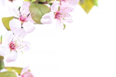 Pembe Erik çiçekleri beyaz zemin üzerine yeşil yaprakları ile Şubesi