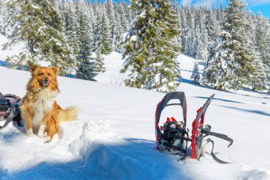 kırmızı köpek kar kar ayakkabıları ve çam ağaçları yakın oturan