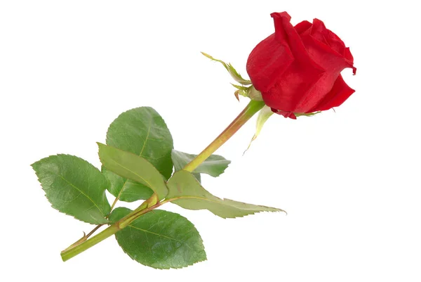 Primo Piano Rosa Rossa Isolata Sfondo Bianco — Foto Stock