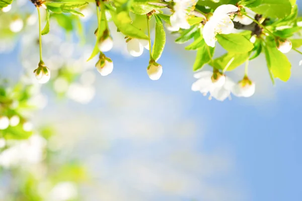 Flores Blancas Flor Cerezo Sobre Fondo Azul Cielo —  Fotos de Stock