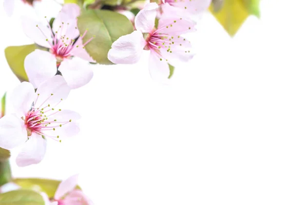 Zweig Rosa Pflaumenblüten Mit Grünen Blättern Auf Weißem Hintergrund — Stockfoto