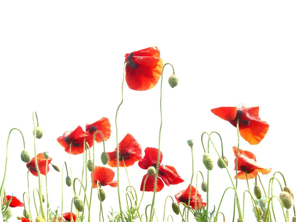 Veel Rode Papavers Geïsoleerd Witte Achtergrond — Stockfoto