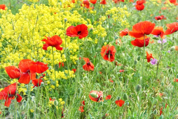 Rode Papavers Veld Met Groen Gras Gele Bloemen — Stockfoto