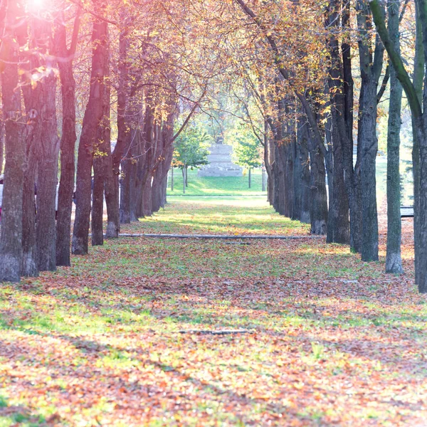 Zentrale Allee Herbstpark Mit Bäumen Und Umgestürzten Bunten Blättern — Stockfoto