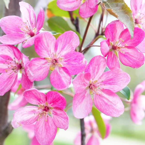 Çiçeği Pembe Sakura Ağacı Dalı Yakın Çekim — Stok fotoğraf