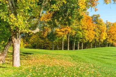 Düşen yapraklar ile sonbahar ağacı