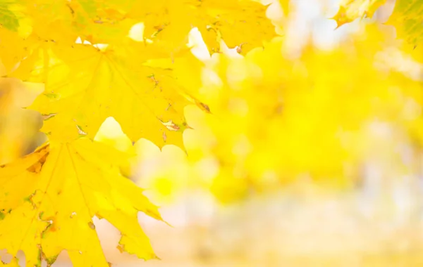 Branch with maple leaves on autumn park background — Stock Photo, Image