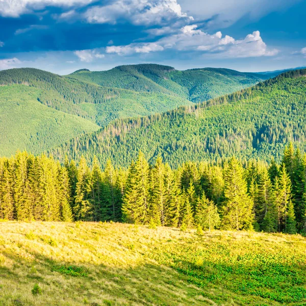 Grüne Berge mit Kiefernwald — Stockfoto