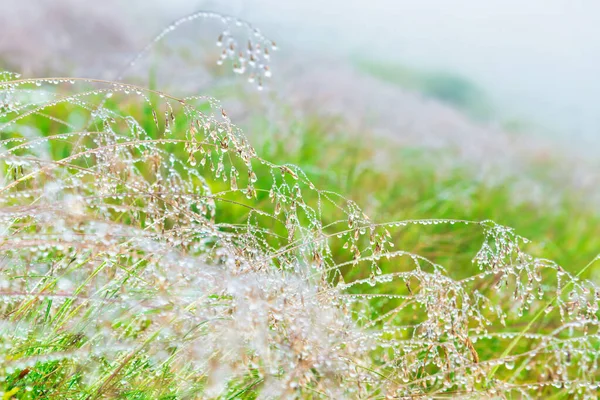 Groen nat gras met waterdruppels — Stockfoto
