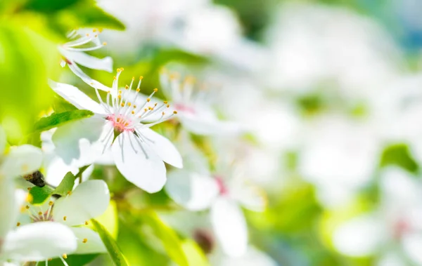 Fiori bianchi su un albero ciliegio di fiore — Foto Stock