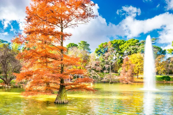 Fountain among old bald cypress trees in pond of Madrid park — Stock Photo, Image