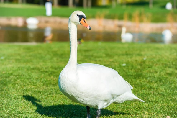 Белый лебедь на траве у озера — стоковое фото