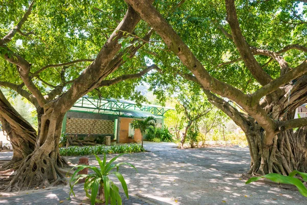 Tropik parktaki Banyan ağaçları — Stok fotoğraf