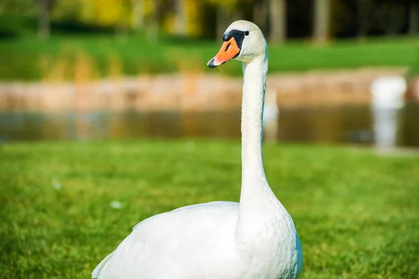 Bílá labuť na trávě u jezera — Stock fotografie