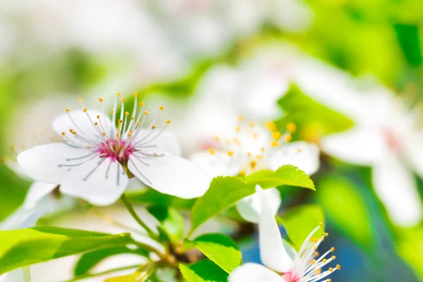 Weiße Blumen auf einem blühenden Kirschbaum — Stockfoto