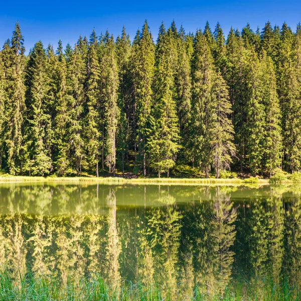 Lago en bosque de pinos — Foto de Stock