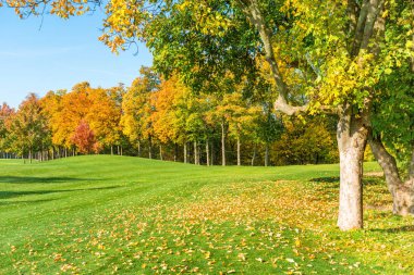 Yeşil çimen tarlasında yaprakları dökülen sonbahar ağacı.