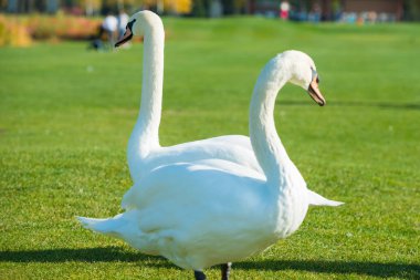Göl kenarındaki yeşil çimlerde yürüyen beyaz kuğu.