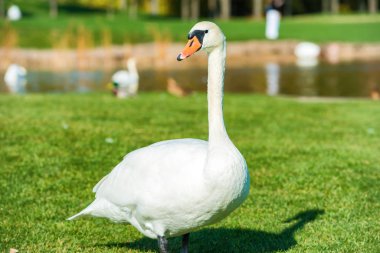 Göl kenarındaki yeşil çimlerde yürüyen beyaz kuğu.