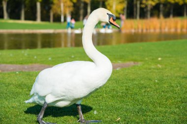 Göl kenarındaki yeşil çimlerde yürüyen beyaz kuğu.