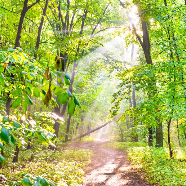 Zielony Las Jesiennych Drzew Chodnik Światło Słoneczne Przez Liście Mgła — Zdjęcie stockowe
