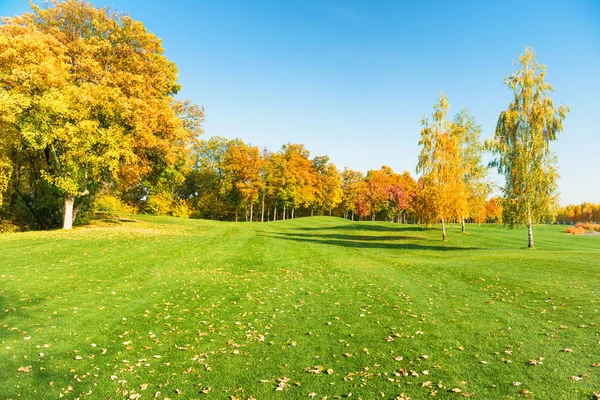 Autumn Trees Forest Green Grass Field — Stock Photo, Image