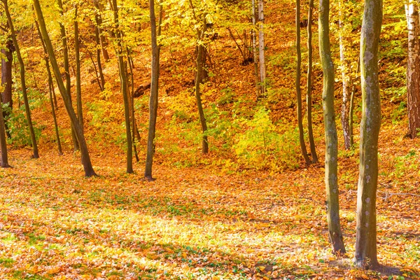 Foresta Soleggiata Autunnale Con Alberi Rossi Foglie Cadute — Foto Stock