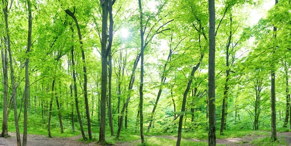 木々と太陽の光が葉を通過する緑の森の風景パノラマ — ストック写真