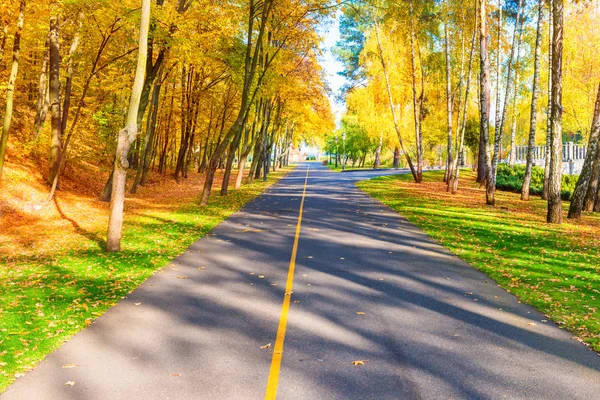 公園内の森と道路や秋の風景 — ストック写真