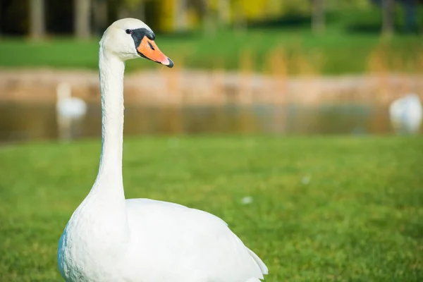 Bílá Labuť Kráčí Zelené Trávě Jezera — Stock fotografie