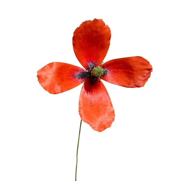 白で隔離される 花びらと赤いケシ — ストック写真