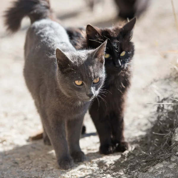 两只猫黑色和灰色看着相机 — 图库照片