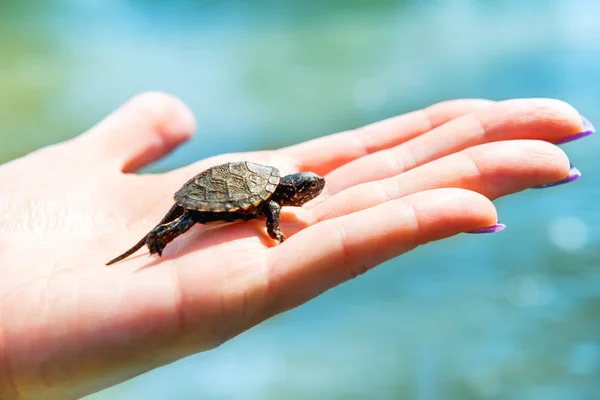 小海龟爬上蓝色的水背景的女人的手 — 图库照片