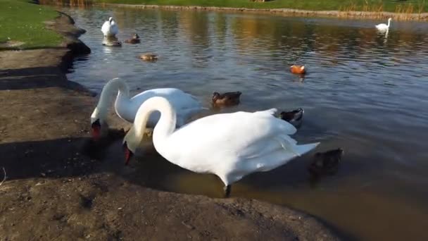 湖の美しい白い白鳥とアヒル — ストック動画