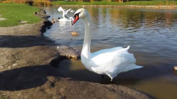 Красивые Белые Лебеди Утки Озере — стоковое видео