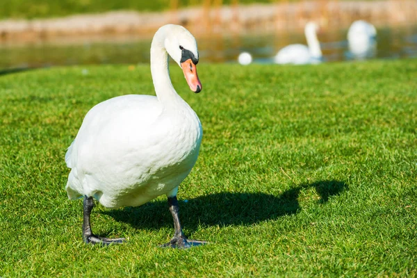 Cisne blanco sobre hierba cerca del lago — Foto de Stock