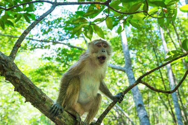 Makákó majom ül mangrove fa — Stock Fotó