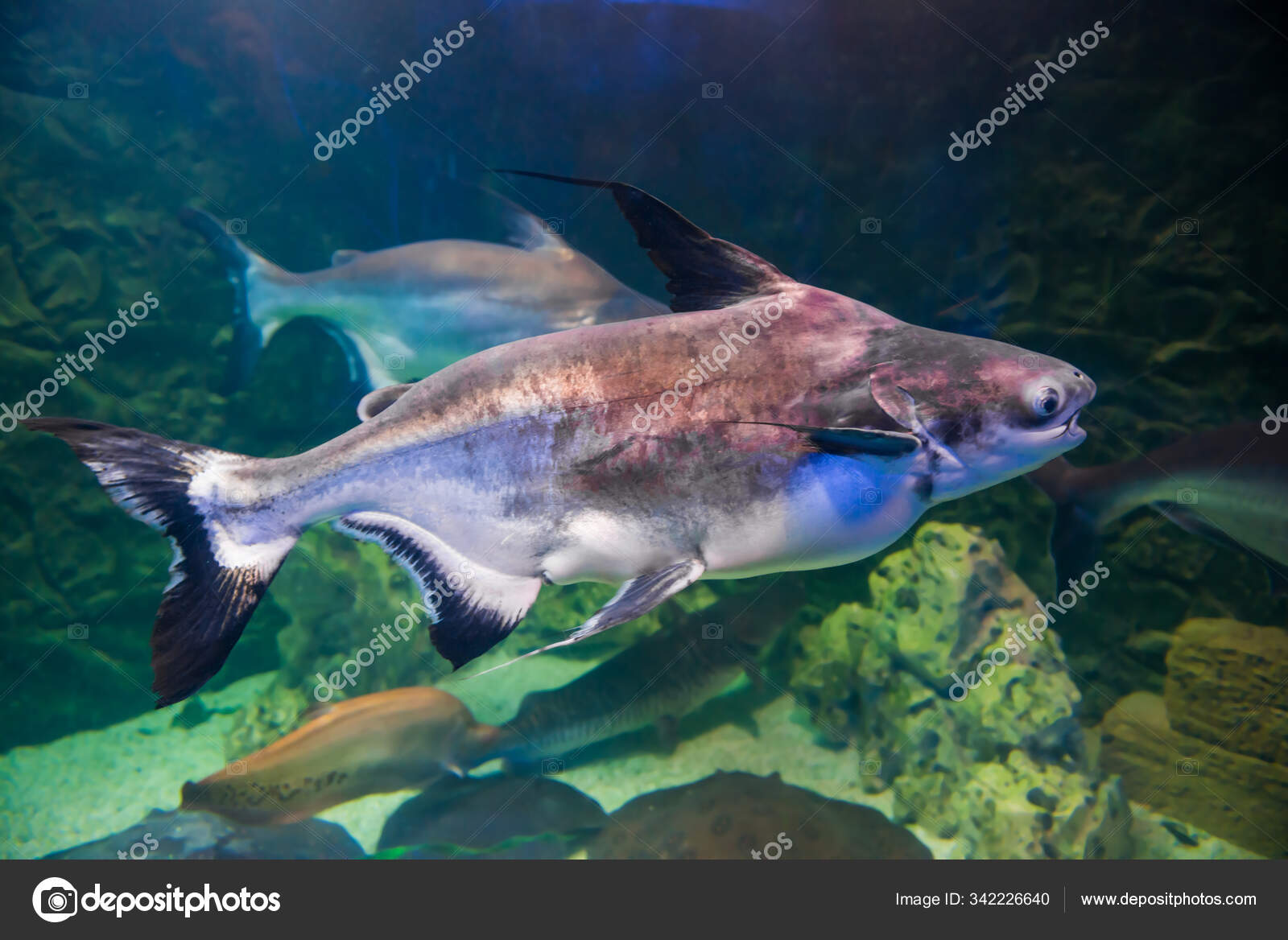 Pangasius Tropical Poisson Requin Poisson Chat Dans Mer Sous Marine Image Libre De Droit Par Dovapi C Pangasius Tropical Poisson Requin Poisson Chat Dans Mer Sous Marine Image Libre De Droit Par Dovapi C